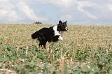 BORDER COLLIE 062